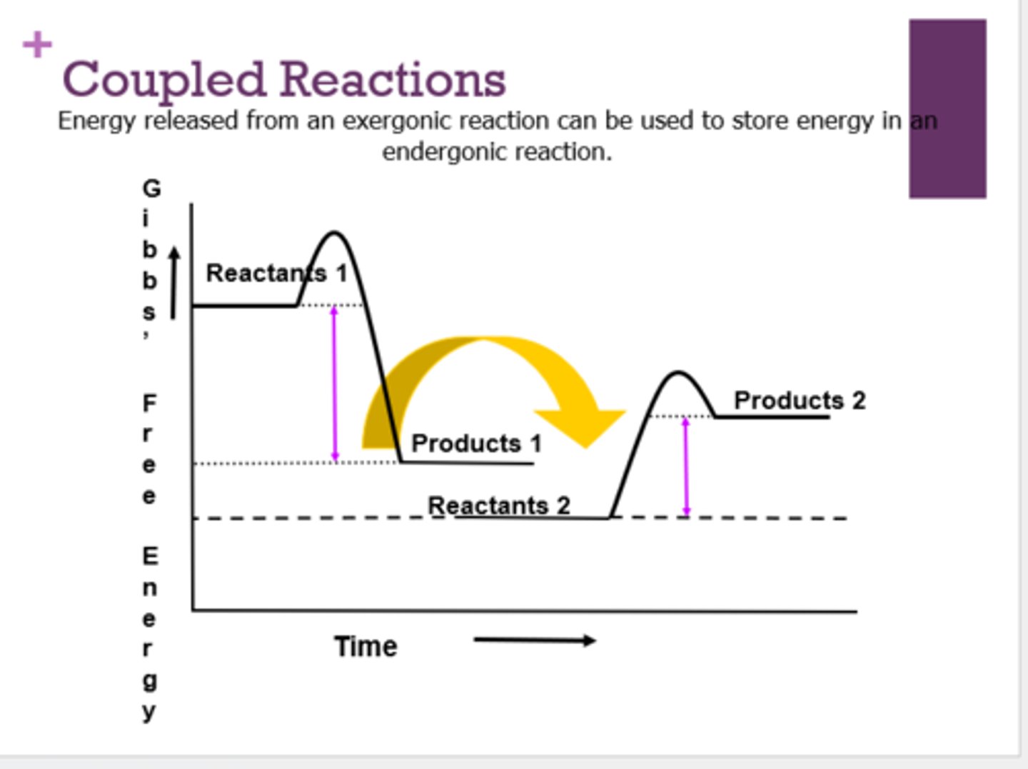<p>energy released from an exergonic reaction can be used to store energy in an endergonic reaction</p>