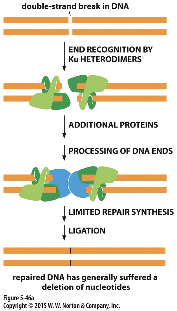 Has likely suffered a loss of nucleotides.