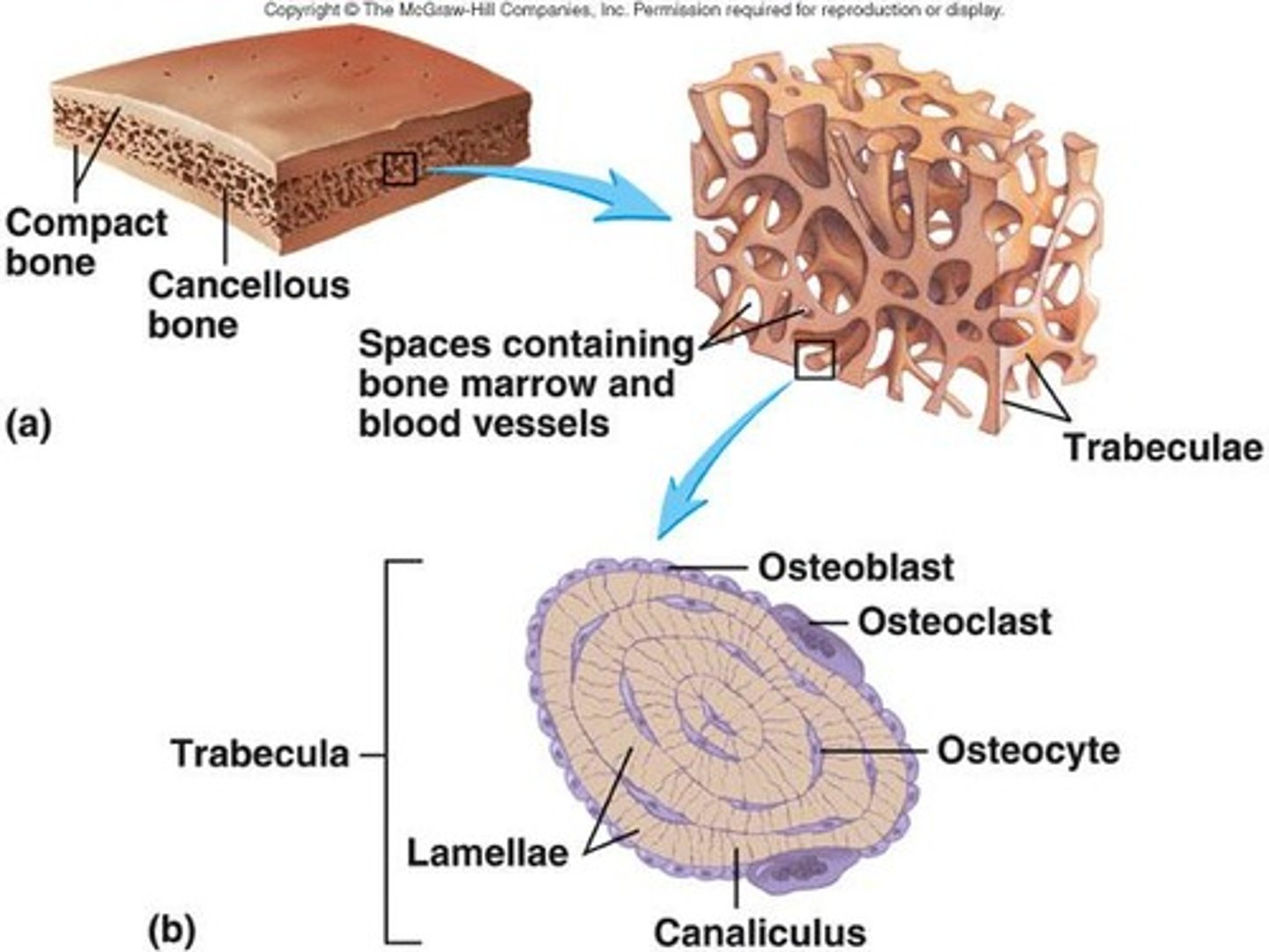 <p>Trabeculae are lattice-like networks that provide strength to spongy bone and are arranged along lines of stress.</p>
