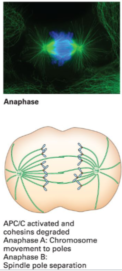 <p><span style="color: #000000">Spindle microtubule shortening and microtubule-based motors pull each sister chromatid toward an opposite spindle pole</span></p>