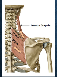 <p>what muscles? function? </p>