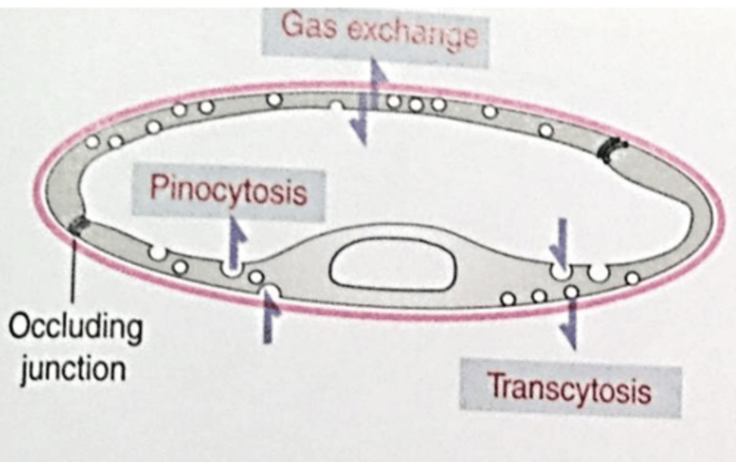 <p>what type of capillary?</p>