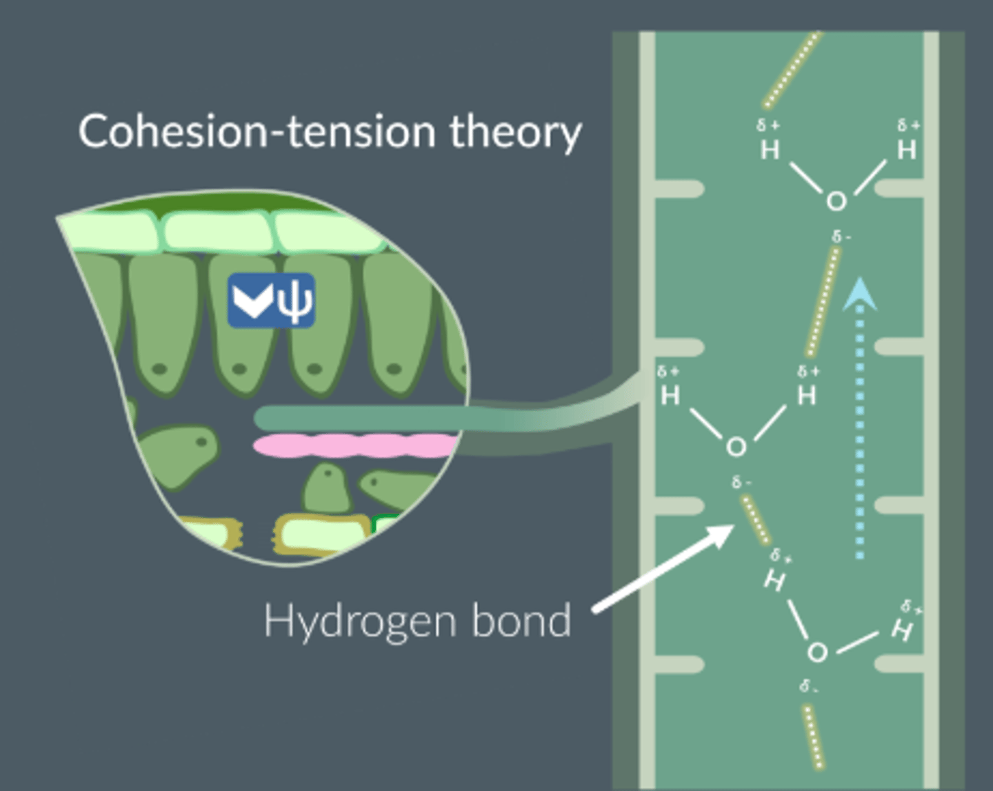 <p>Positively charged hydrogen atom of one water molecule is attracted to the negatively charged oxygen atom of another water molecule, forming a hydrogen bond.</p>