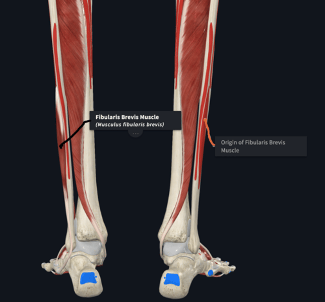 <p>Origin: Peroneus Brevis</p>