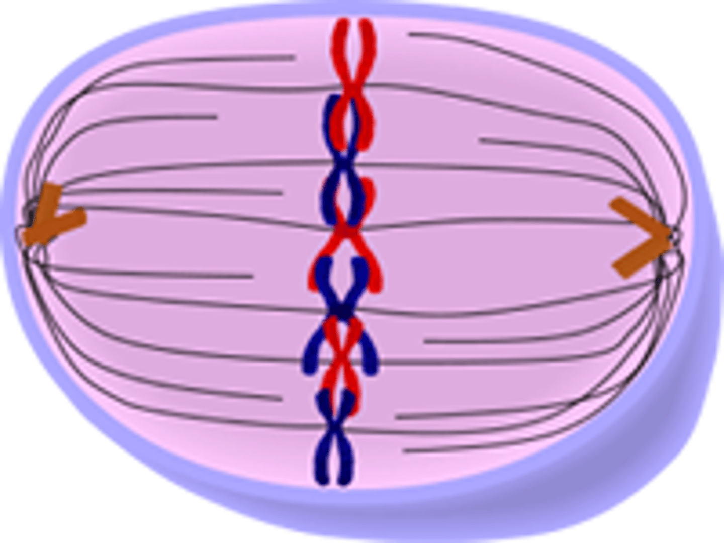 <p>The centromere in each chromosome attaches to a spindle fiber and the chromosomes form a line along the middle of the cell.</p>