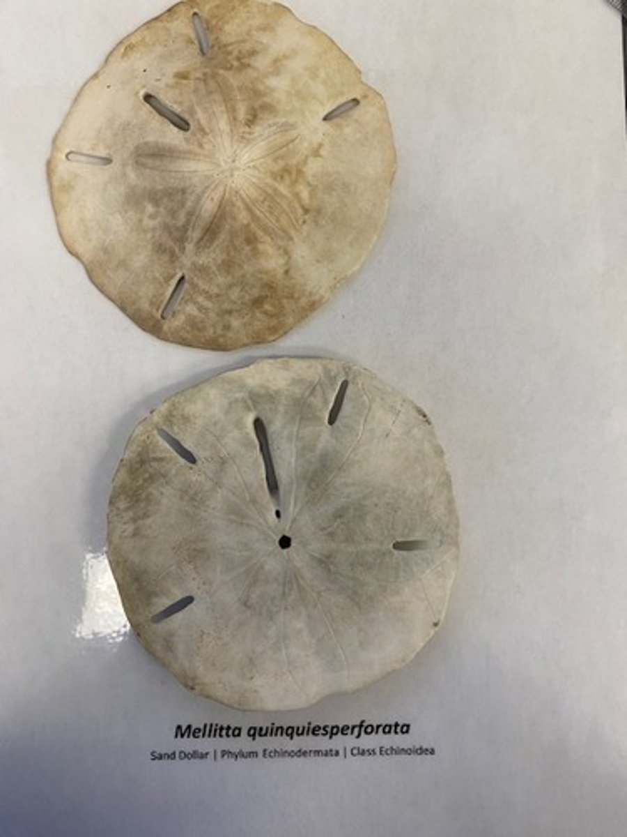 <p>Do sand dollars have spines?</p>