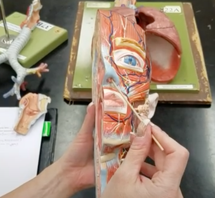 <p>Name of hole on outside of nose</p>