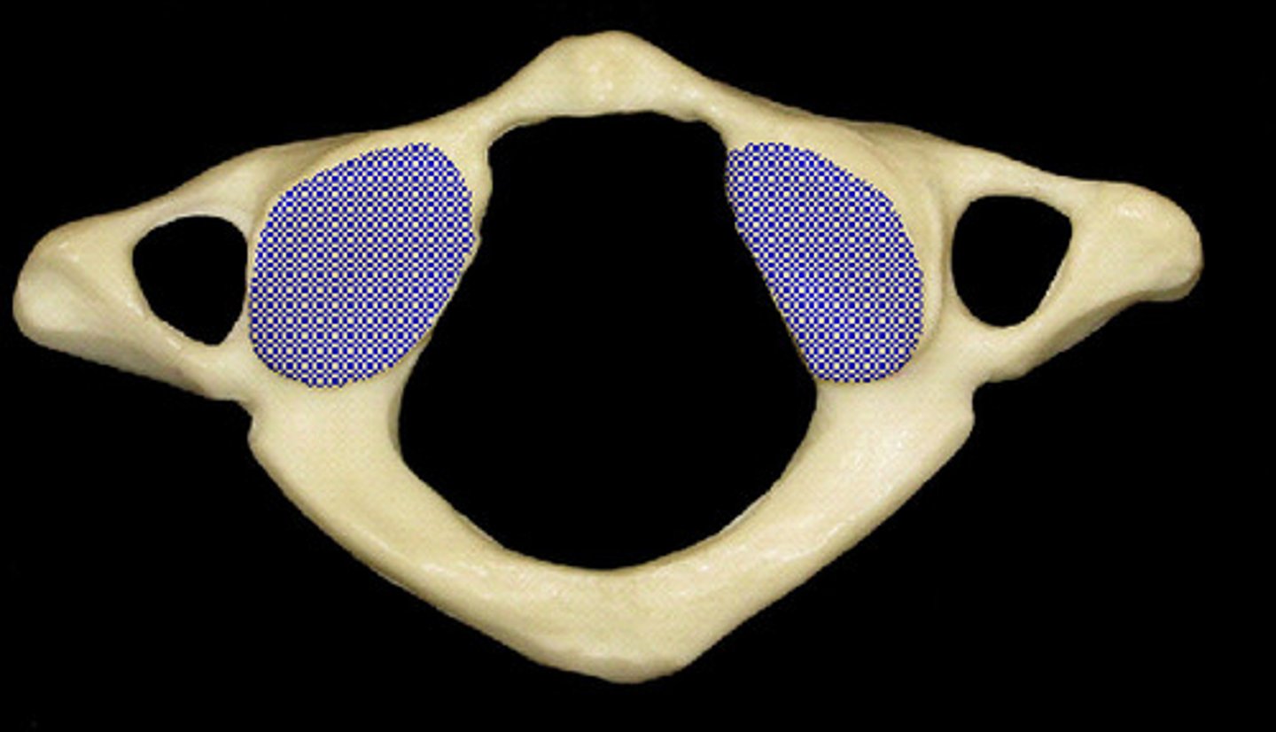 <p>Articular surfaces located on the superior aspect of vertebrae</p>
