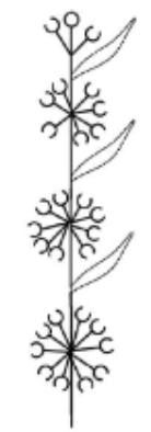 <p>Verticils inflorescence</p>