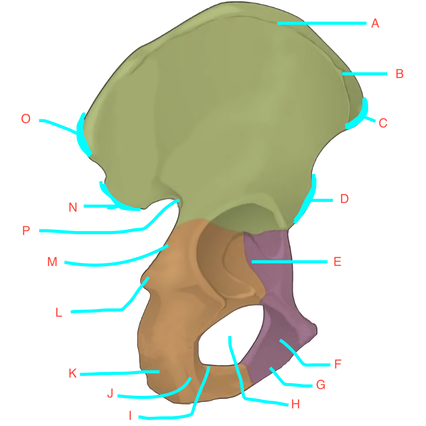 <p>This is a ____ view of the os coxae</p>