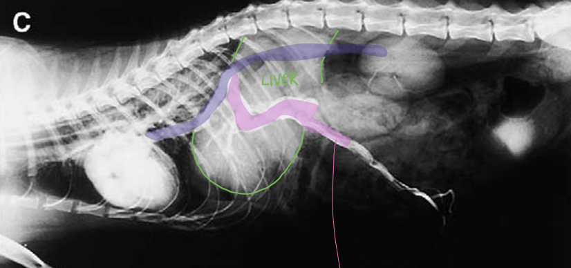 <p>what does the image show?</p>