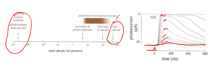 <p>simple rods begin to swim up single photon events in the mesopic range, and continue to do so over 2 log unit range until their response saturated</p><ul><li><p>for dim flashes the response is proportional to number of photoisomerization, but amplitude grows more slowly at greater stimulus intensifies (until about 200 photoisomerizations</p></li></ul><p></p>