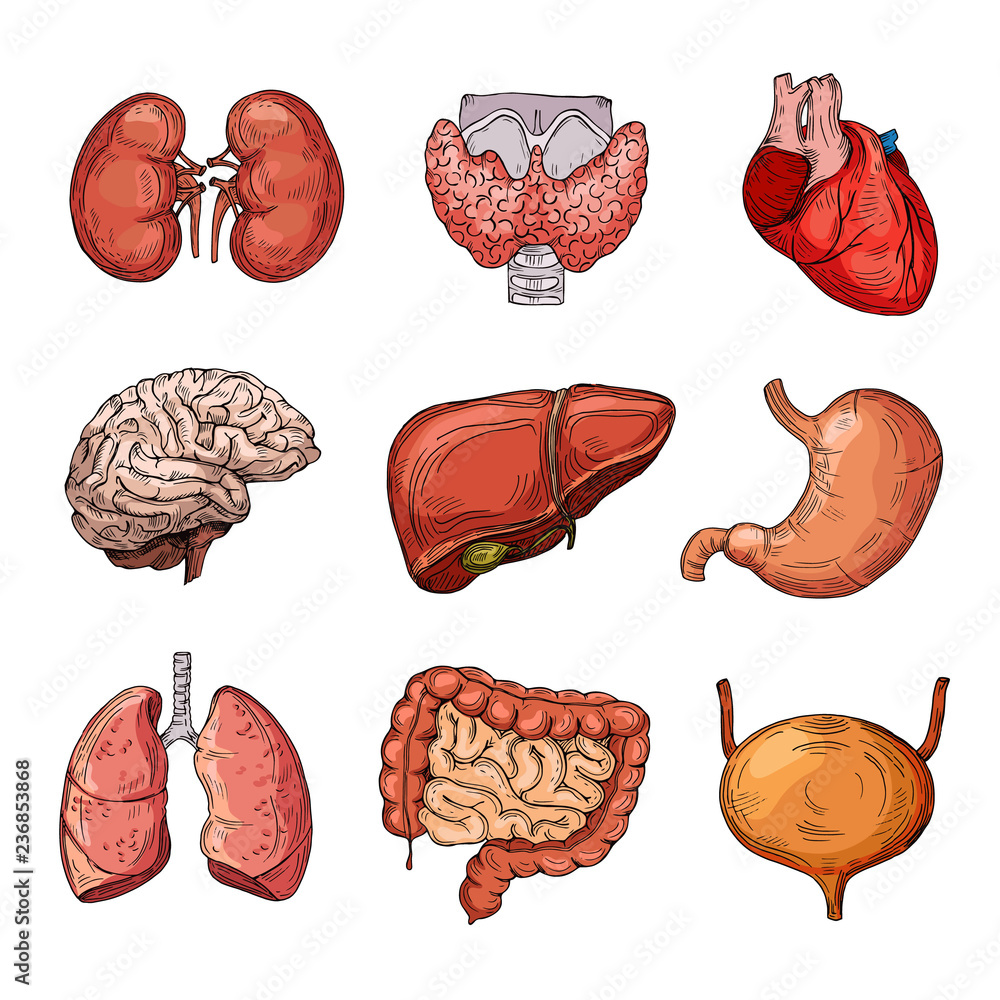 <p>a part of the body formed of two or more tissues that performs a specialized function</p>