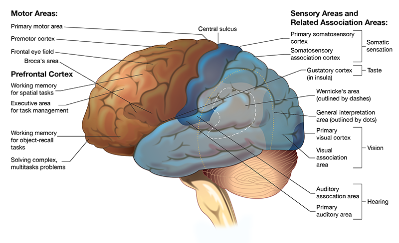 <p><span><strong><span>[Insert Diagram: Functional cortical areas, color-coded motor/sensory]</span></strong></span></p><p><span><strong><span>Brain Mapping (Korbinian Brodmann, 1909)</span></strong></span></p><ul><li><p><span><span>Identified </span><strong><span>52 functional areas</span></strong><span> of the cerebral cortex (Brodmann areas).</span></span></p></li><li><p><span><strong><span>Primary areas:</span></strong><span> handle direct sensory/motor input.</span></span></p></li><li><p><span><strong><span>Association areas:</span></strong><span> integrate information from multiple regions.</span></span></p></li></ul><p></p>