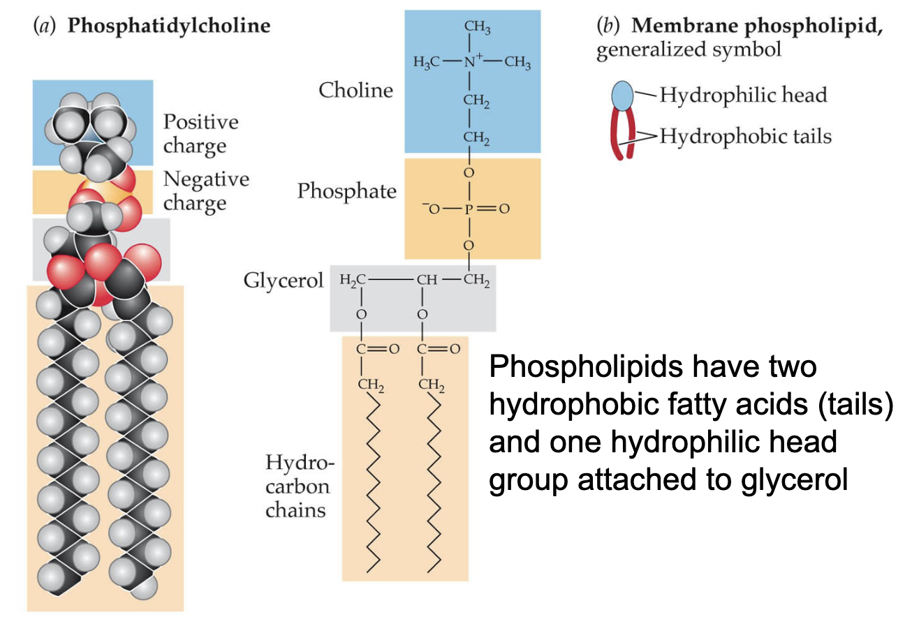 <p><span style="color: rgb(255, 254, 254);"><span>a hydrophilic head group and 2 hydrophobic fatty acid tails attached to glycerol; are amphiphilic</span></span></p>