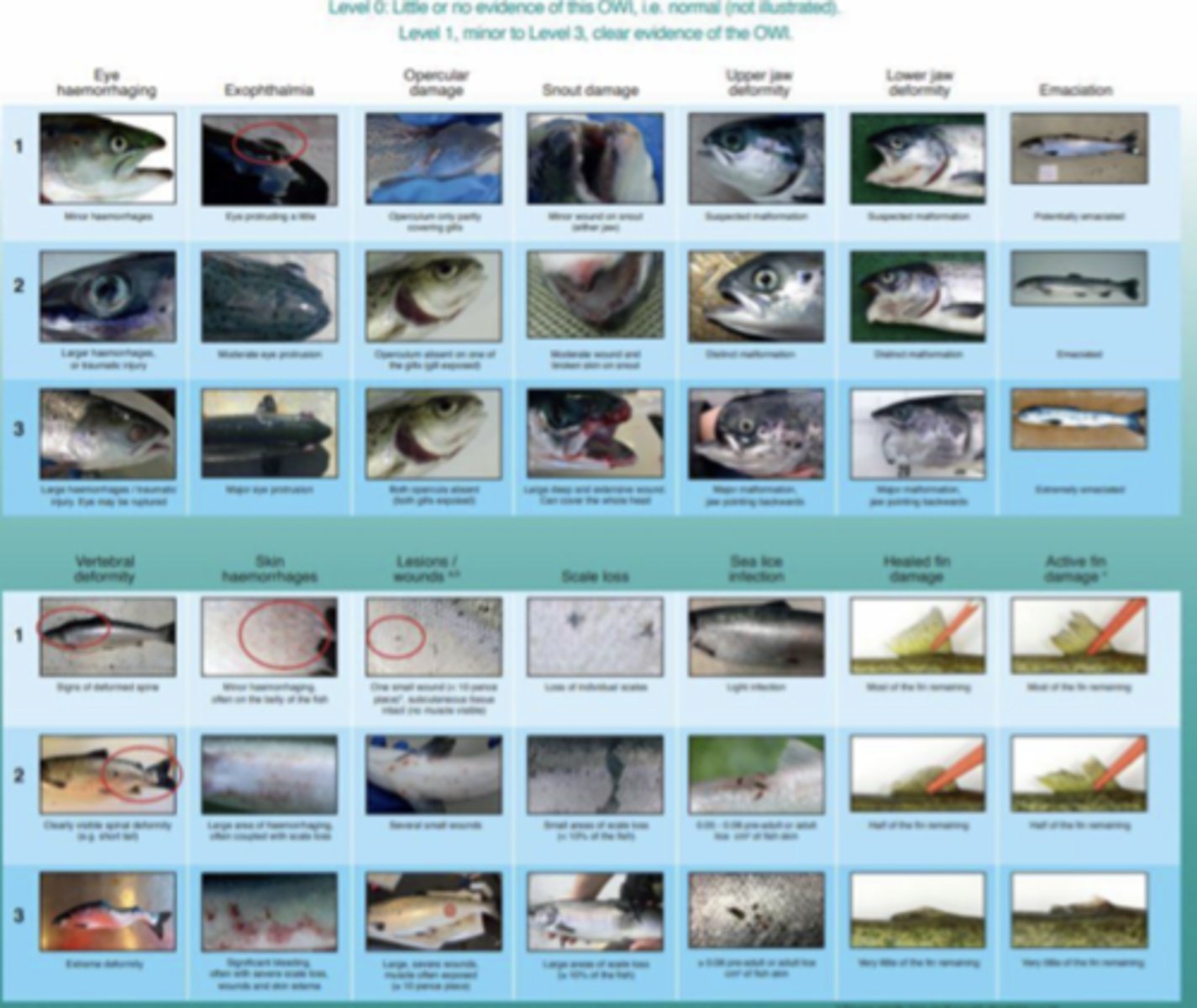 <p>Opercular movement, gill condition, body condition, sexual maturation, smoltification status, fin condition, skin condition, presence of haemorrhages/wounds, eye conditions, jaw or vertebral deformities.</p>