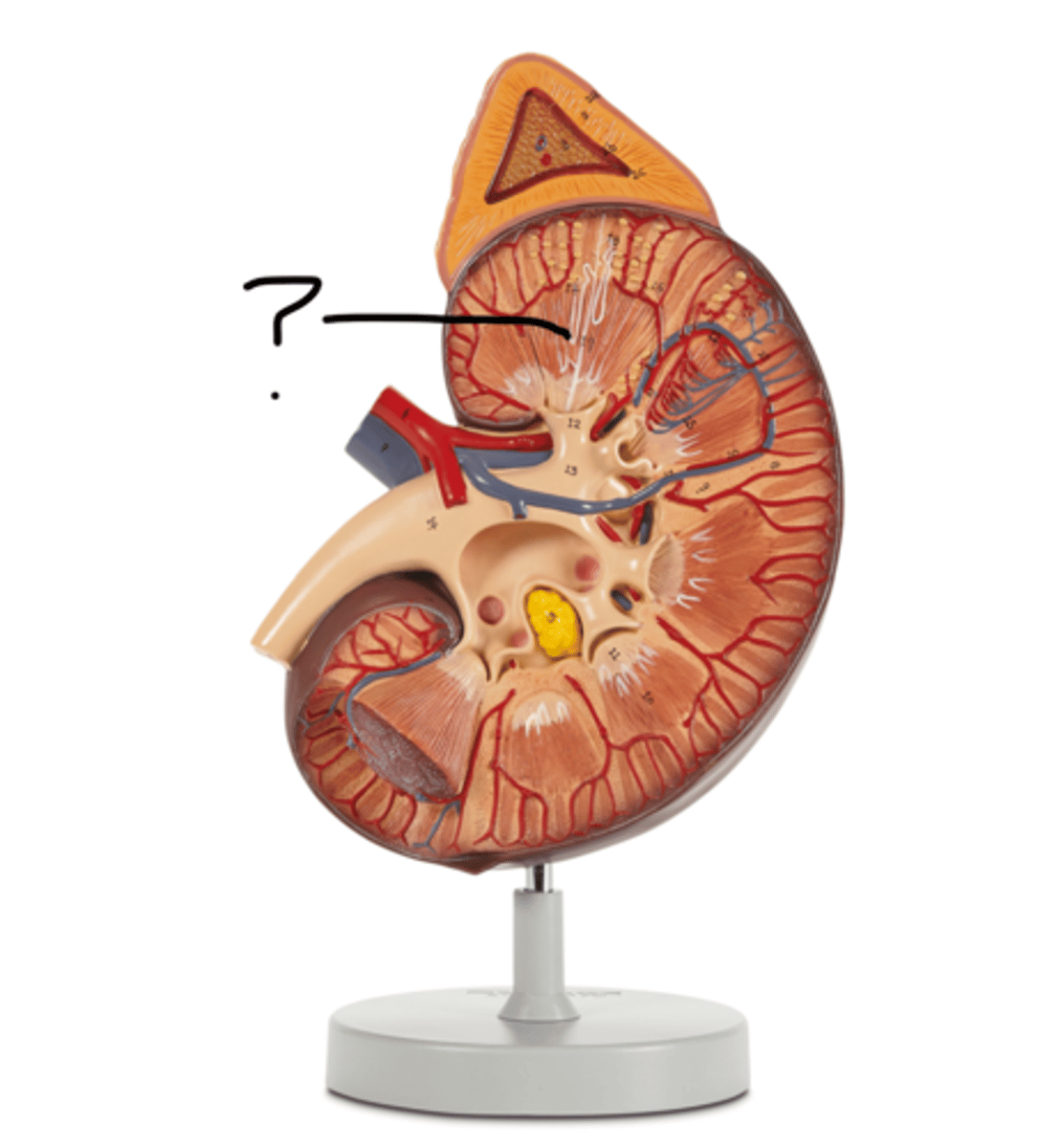 <p>Name this segment</p>