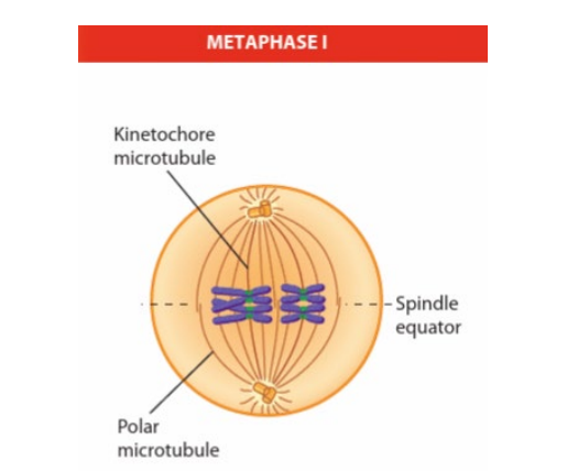 <p>bivalents ( paired chromosome pairs) move and  line up at equator </p>