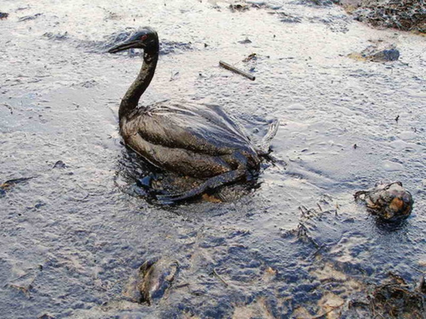 <p>Oil causes birds' feathers to stick together so they lose their insulating properties, and the birds may die of hypothermia</p>