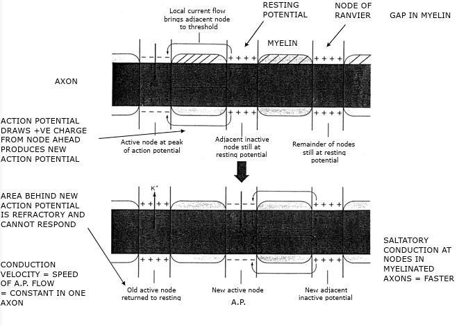 knowt flashcard image