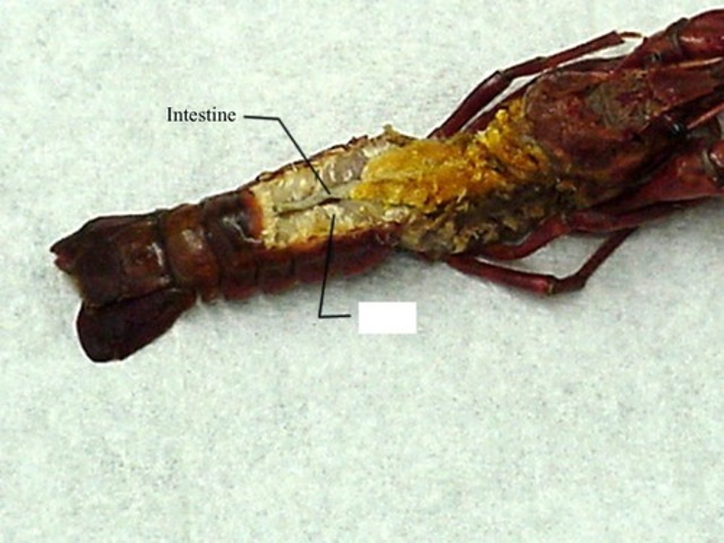 <p>Crustacea</p>