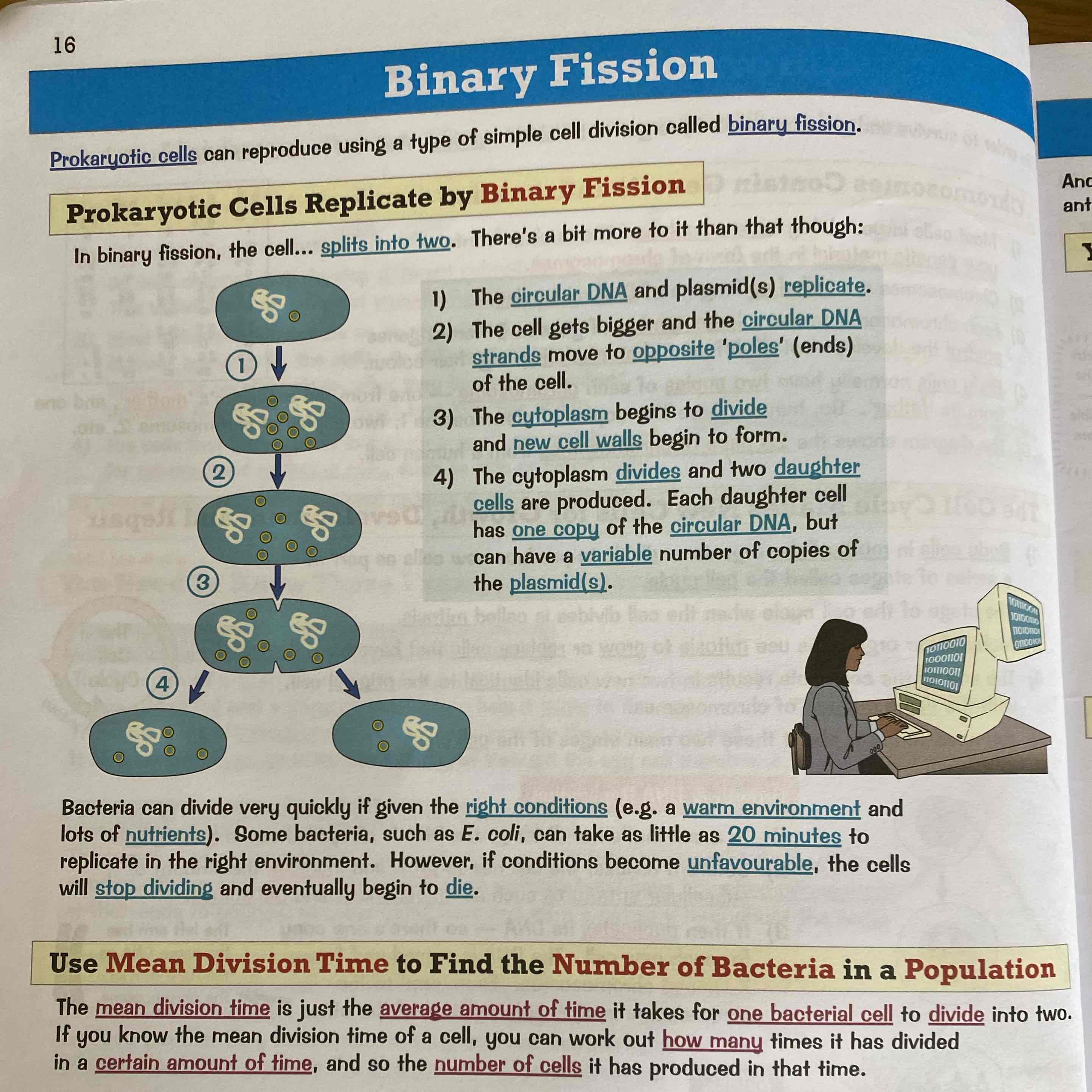 <p>The process by which Prokaryotic Cells replicate. See Image for explanation:</p>
