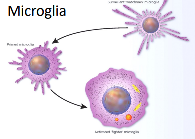 <p>microglia, engulf</p>