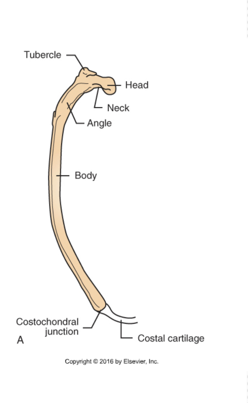 <p>Ribs (Costals)</p>
