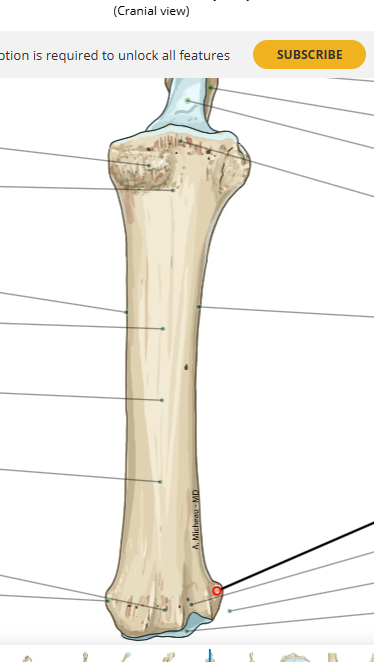 <p>Vad är markerat? Vilka djur?</p>