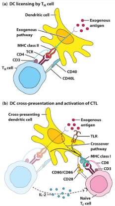 <p>a) dendritic cell presents Ag to helper T to activate it. helper T interacts with DC to license it to allow it to cross present</p><p>b) DC can now also present on MHC class 1 to activate killer T cells now (naive). helper T still is around and supports (releases cytokines)</p>