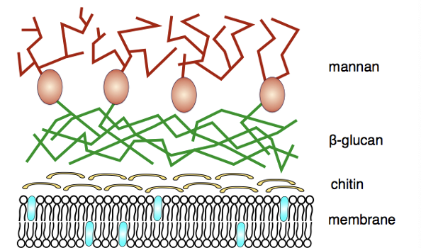 <ul><li><p>Eukaryotic</p></li><li><p>3 types: yeast, multicellular filamentous mould, macroscopic filamentous fungi </p><p></p></li></ul><p></p>