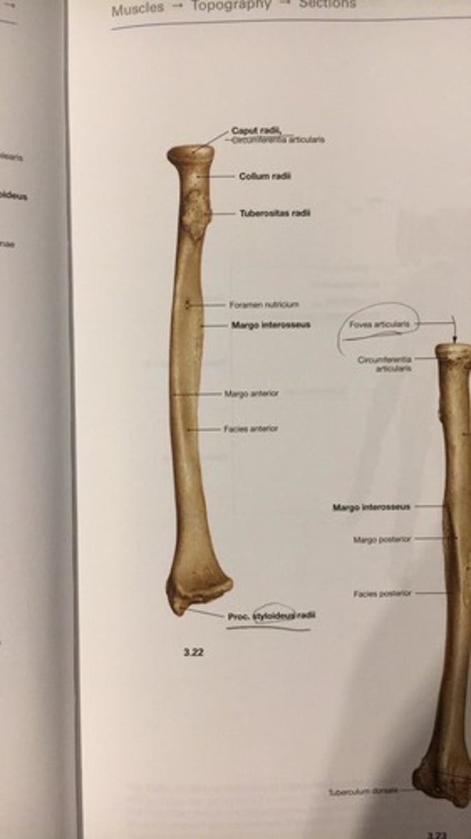 <p>processus styloideus radii</p>