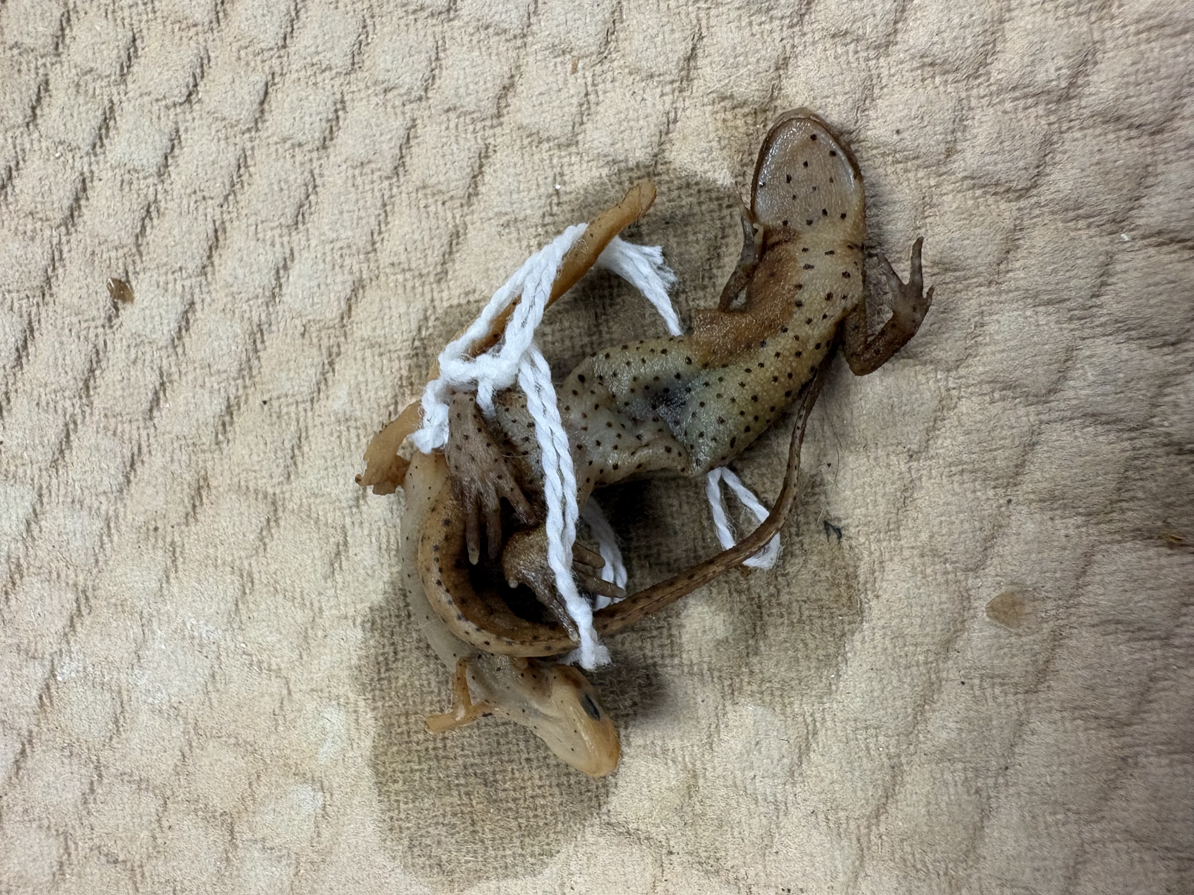 <p>Only species in ky, rough skin</p>