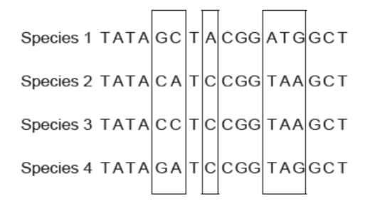 <p><span style="background-color: transparent;"> The DNA base sequences in a gene coding for a particular protein in four different species are shown. Locations where mutations have occurred, resulting in changes to the base sequences, are outlined in boxes. </span></p><p></p><p><span style="background-color: transparent;">Which cladogram shows the most likely phylogenetic relationship between the four species, based on the data provided?</span></p>
