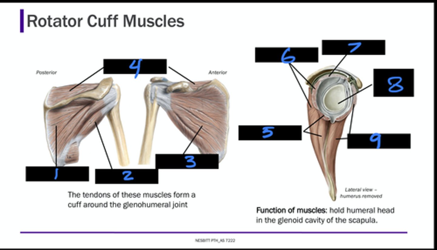 <p>what is muscle 3?</p>