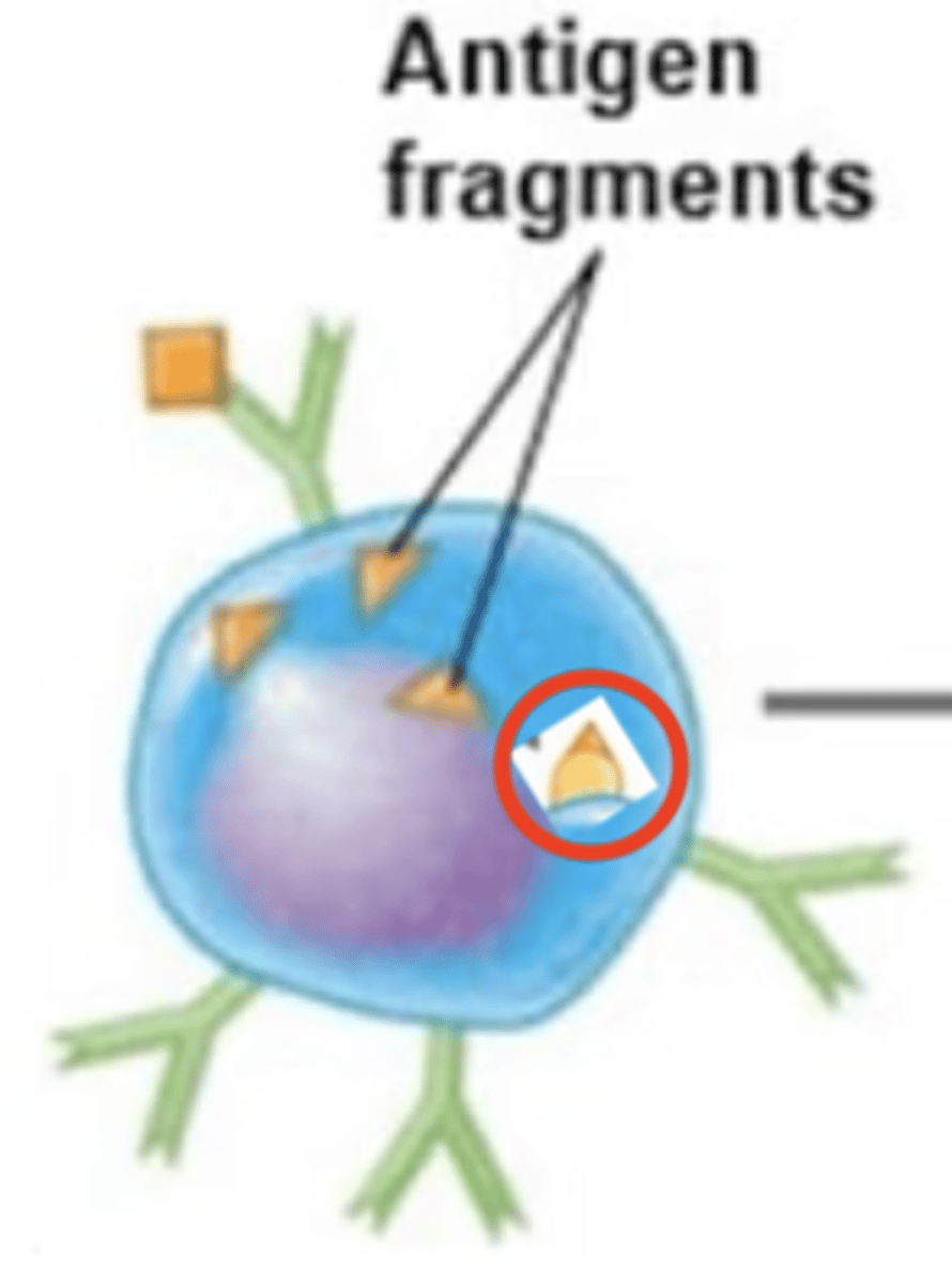 <p>B cell activation against T-dependent antigen</p><p>Fill in the blank:</p><p>1. BCR binds to extracellular antigen.</p><p>2. Extracellular antigen enters B cell via endocytosis.</p><p>3. Intracellular antigen is digested into antigen fragments = processed antigen.</p><p>4. </p><p>5. Antigen-MHC-II complex moves to surface of B cell.</p><p>6. MHC-II complex displays processed antigen to Th2 cell.</p><p>7. TCR of Th2 binds to processed antigen.</p><p>8. CD4 receptor on Th2 binds to MHC-II receptor.</p><p>9. Th2 releases cytokines.</p><p>10. Cytokines activate B cell.</p><p>11. B cell proliferates and differentiates into either plasma cells or memory B cells.</p>