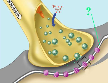 <p><span>Identify the indicated part of a synapse.</span></p>