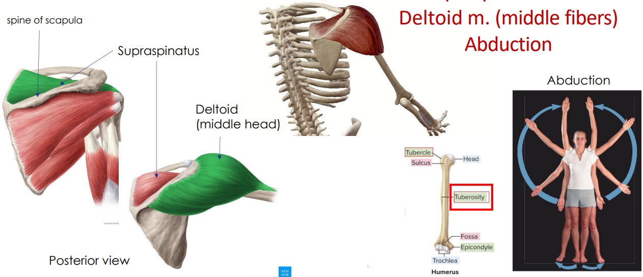 <p>- glenohumeral joint (shoulder joint)</p><p>ANIMATION ON SLIDE 16</p><ul><li><p>supra means above or over</p></li><li><p>spinatus means spine of the scapula</p></li><li><p>abduction</p></li></ul><p></p>