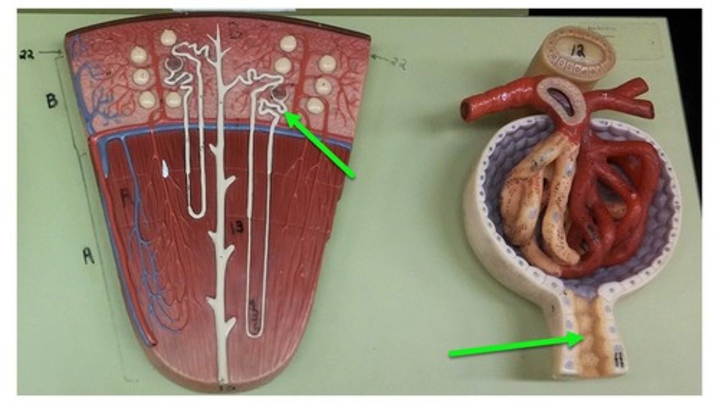 <p>twisting, microscopic passageway</p>