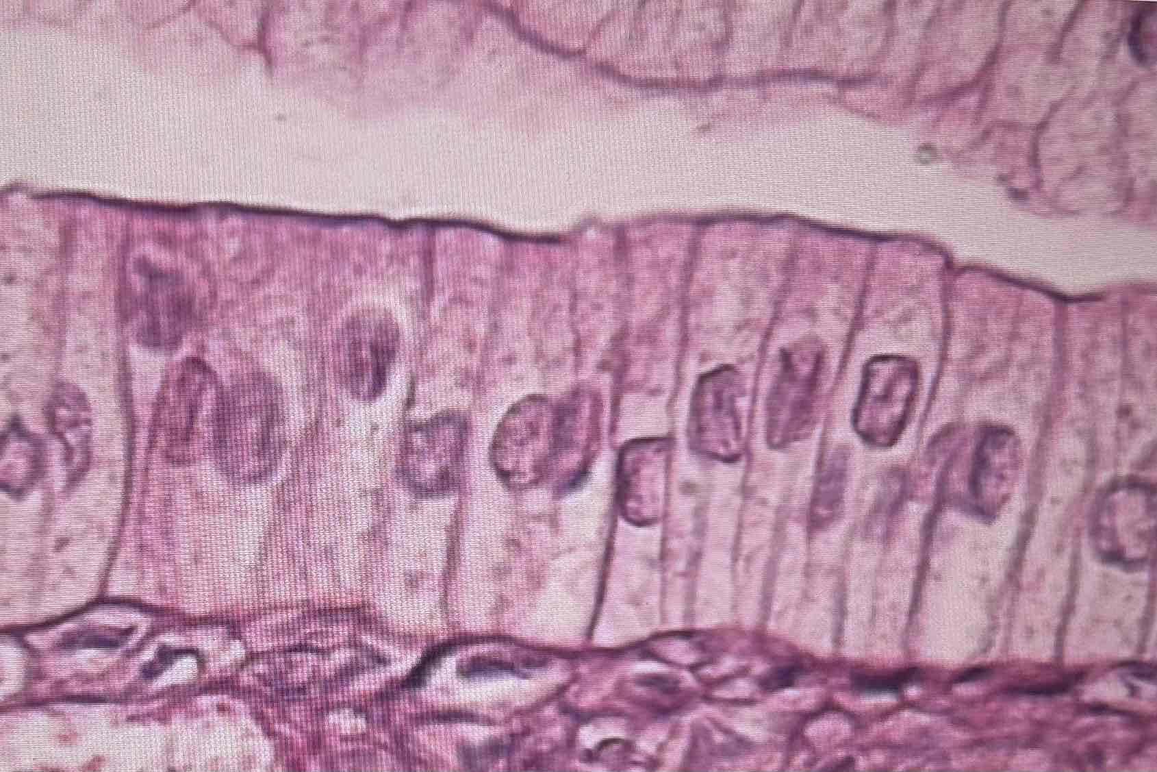<p>Simple Columnar</p>