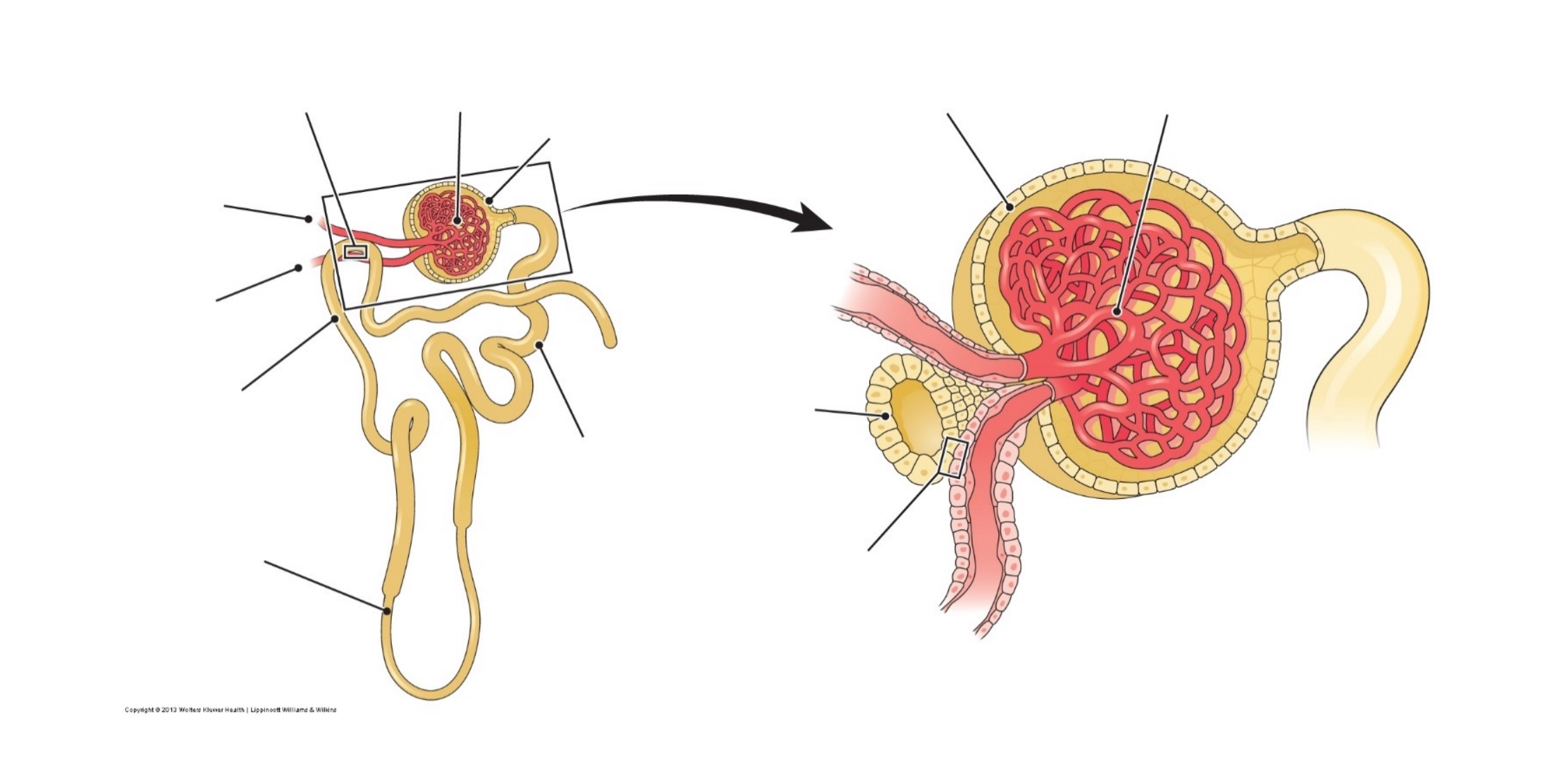 <p>what are the regions of the nephron?</p>