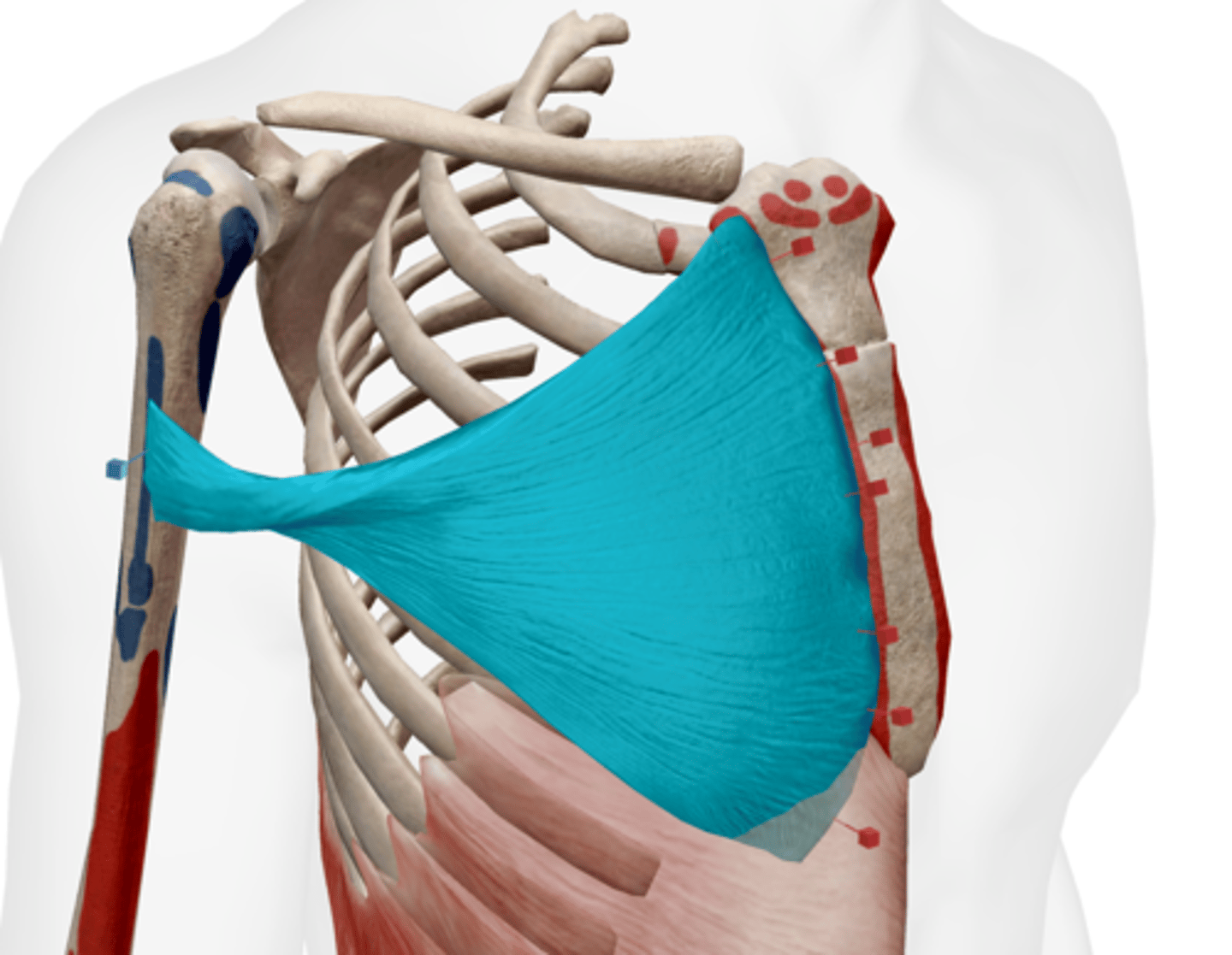 <p>clavicle, sternum, and costal cartilages of ribs 2-6</p>