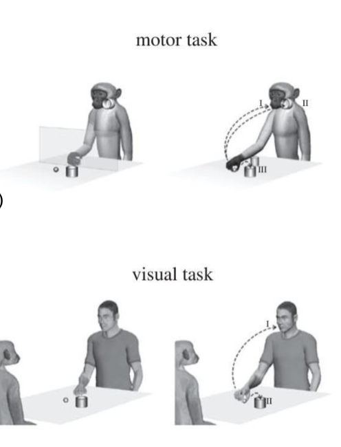 <p><span data-name="repeat" data-type="emoji">🔁</span> <strong>What are Mirror Neurons?</strong> </p><ul><li><p class="">Neurons that fire both when an individual <strong>performs</strong> an action and when they <strong>observe</strong> the same action in another.</p></li></ul><p> </p><p><span data-name="man_standing" data-type="emoji">🧍‍♂</span>→<span data-name="man_standing" data-type="emoji">🧍‍♂</span> <strong>Key Functions</strong>: </p><ul><li><p class=""><strong>Action imitation</strong></p></li><li><p class=""><strong>Learning by observation</strong></p></li><li><p class=""><strong>Understanding others’ intentions</strong></p></li></ul><p> </p><p> <span data-name="brain" data-type="emoji">🧠</span><span data-name="arrow_right" data-type="emoji">➡</span><span data-name="speech_balloon" data-type="emoji">💬</span> <strong>Why they matter for language</strong>: </p><ul><li><p class="">Enable <strong>social learning</strong> of communicative gestures</p></li><li><p class="">Support the <strong>recognition of communicative intent</strong></p></li><li><p class="">Possible foundation for <strong>gesture-based or spoken language evolution</strong></p></li></ul><p> </p><p> <span data-name="pushpin" data-type="emoji">📌</span> <strong>Core Idea</strong>: </p><figure data-type="blockquoteFigure"><div><blockquote><p class="">Mirror neurons help link <strong>action</strong>, <strong>perception</strong>, and <strong>intention</strong> — a crucial foundation for communicative behavior.</p></blockquote><figcaption></figcaption></div></figure><p>Brain responses are based on <strong>neural</strong> <strong>population activity</strong>, not individual neurons — so interpretations must consider broader network effects</p>