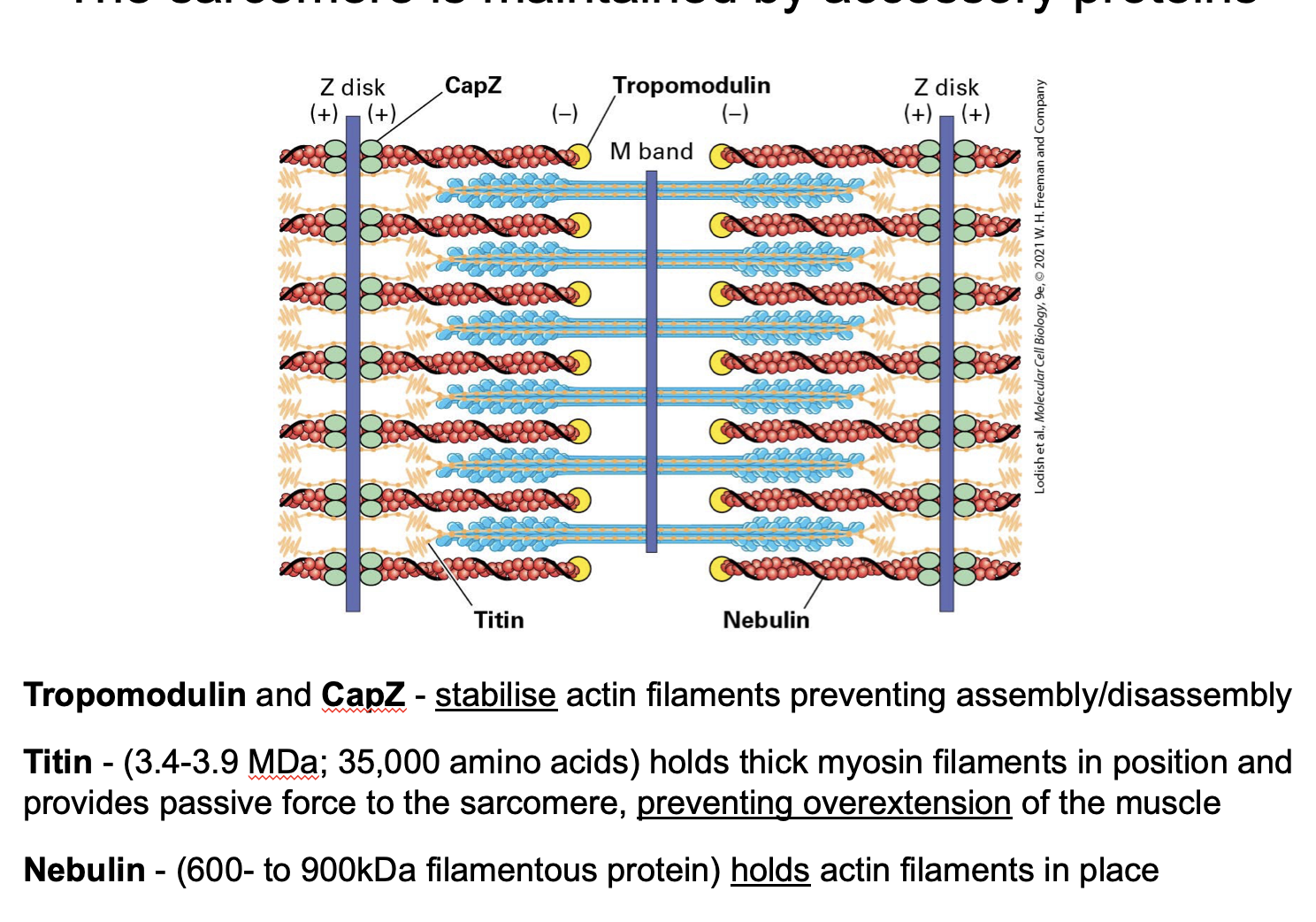 <p><span><span>Titin</span></span></p><p><span><span>nebulin</span></span></p><p><span><span>CapZ</span></span></p><p><span><span>tropomodulin</span></span></p>