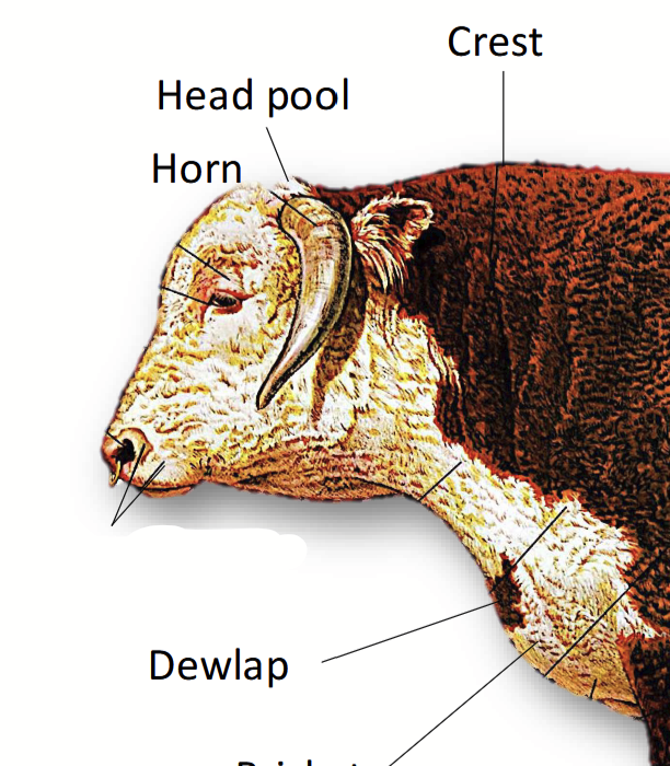 <p>In cattle, consists of the <u>nose, mouth, and jaw</u>.</p>