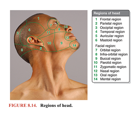 <p>To allow clear communications regarding the location of structures, injuries, or pathologies, the head is divided into regions (Fig. 8.14). The large number of regions into which the relatively small area of the face is divided (eight) reflects its functional complexity and personal importance, as do annual expenditures for elective aesthetic surgery. Except for the auricular region, which includes the external ear, the names of the regions of the neurocranial portion of the head correspond to the underlying bones or bony features: frontal, parietal, occipital, temporal, and mastoid regions.</p><p>The viscerocranial portion of the head includes the facial region, which is divided into five bilateral and three median regions related to superficial features (oral and buccal regions), to deeper soft tissue formations (parotid region), and to skeletal features (orbital, infra-orbital, nasal, zygomatic, and mental regions). The remainder of this chapter discusses several of these regions in detail as well as some deep regions not represented on the surface (e.g., the infratemporal region and pterygopalatine fossa). The surface anatomy of these regions is discussed with the description of each region.</p>
