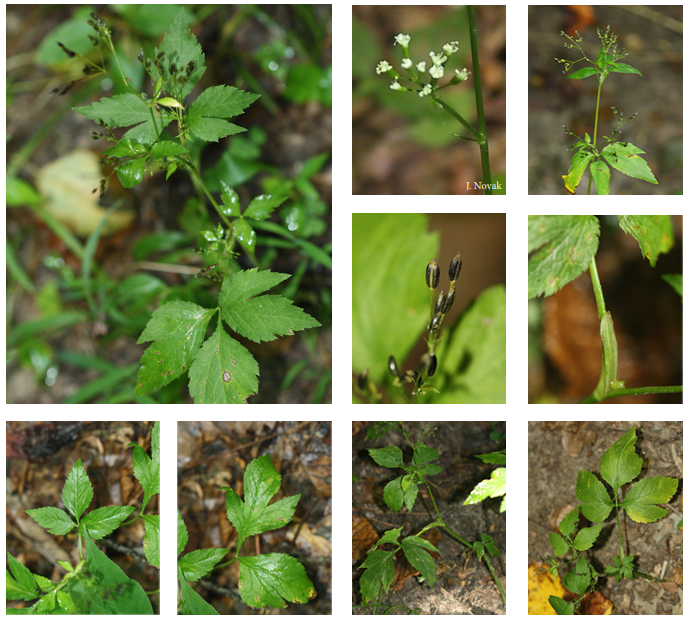 <p>Canada honewort</p>