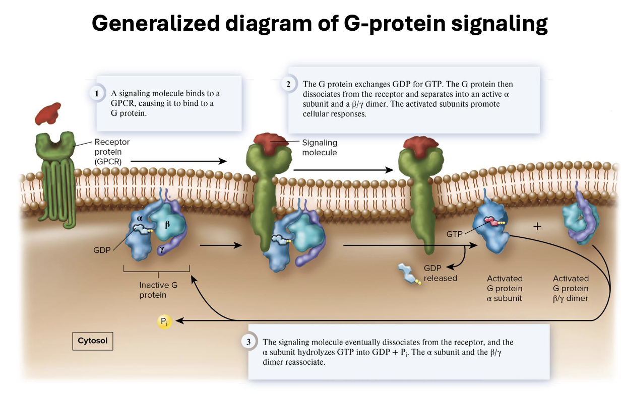 <ul><li><p>“active” when bound to GTP; “inactive” when bound to GDP</p></li><li><p>composed of ɑβ𝛾 subunits</p></li></ul><p></p>