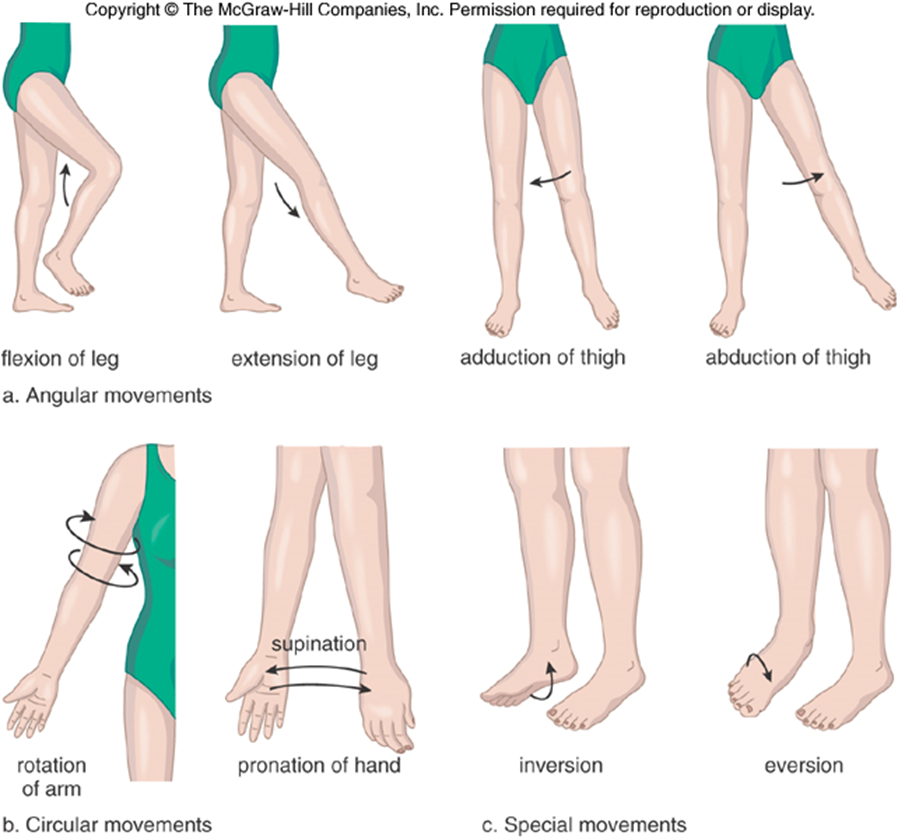 <ul><li><p>Flexion</p><ul><li><p>bending joint toward body</p></li></ul></li><li><p>Extension</p><ul><li><p>bending joint away from body</p></li></ul></li><li><p>Adduction</p><ul><li><p>the movement of a limb or other part toward the midline of the body or toward another part.</p><ul><li><p>Bringing arms down to sides of bodyu</p></li></ul></li></ul></li><li><p>Abduction</p><ul><li><p>the motion of a limb or appendage away from the midline of the body</p><ul><li><p>lifting arms arm side of arms to T-pose</p></li></ul></li></ul></li></ul><p></p>