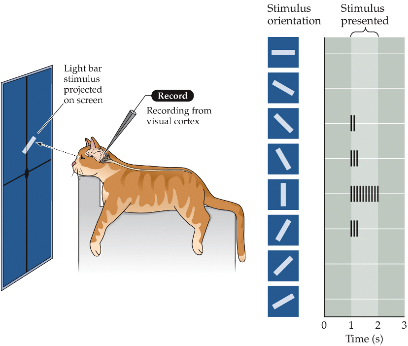<p>(spatiotemporal tuning) in the visual cortex, the neurons respond to different stimuli than the DGN + retina; instead, they respond to:</p>